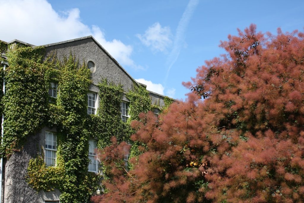 Historic ivy-covered university building representing studying in Ireland as an international student